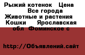 Рыжий котенок › Цена ­ 1 - Все города Животные и растения » Кошки   . Ярославская обл.,Фоминское с.